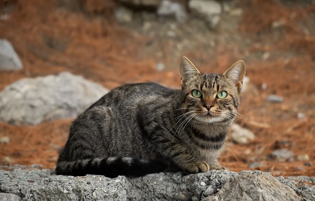 Photo wallpaper cat, cat, nature, stones