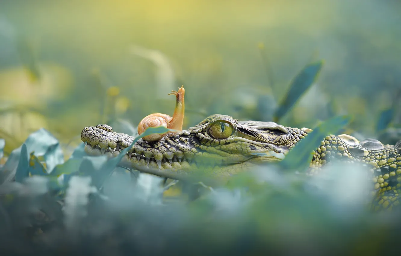 Photo wallpaper grass, look, background, snail, crocodile, cub, a couple, bokeh