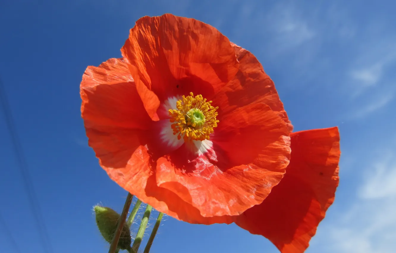 Photo wallpaper the sky, Maki, Meduzanol ©, Summer 2018