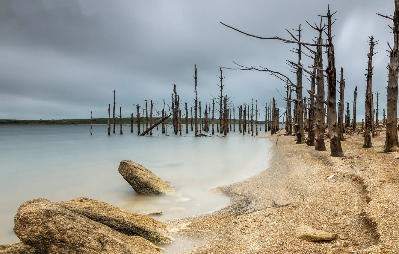Photo wallpaper sea, trees, shore