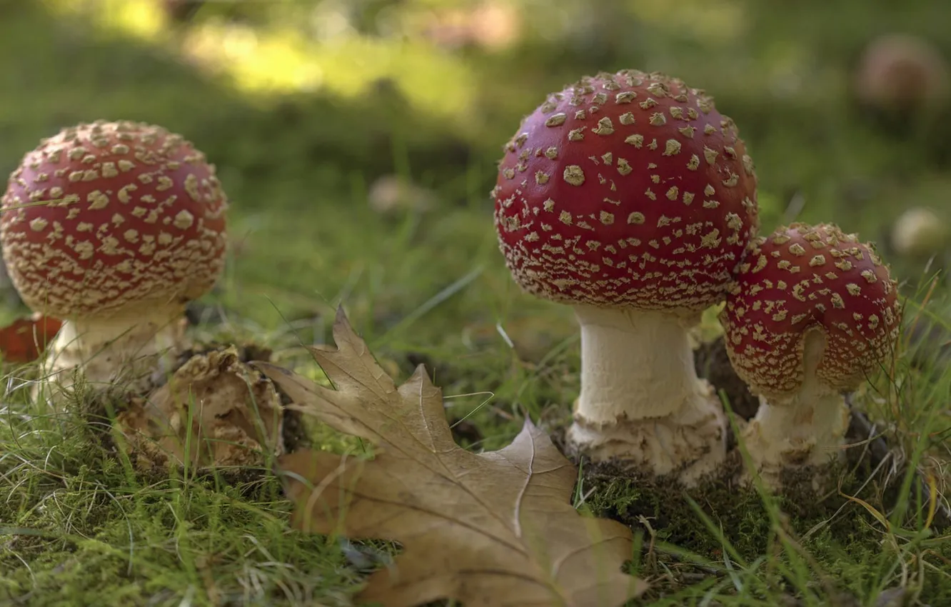 Photo wallpaper leaves, mushrooms, mushroom
