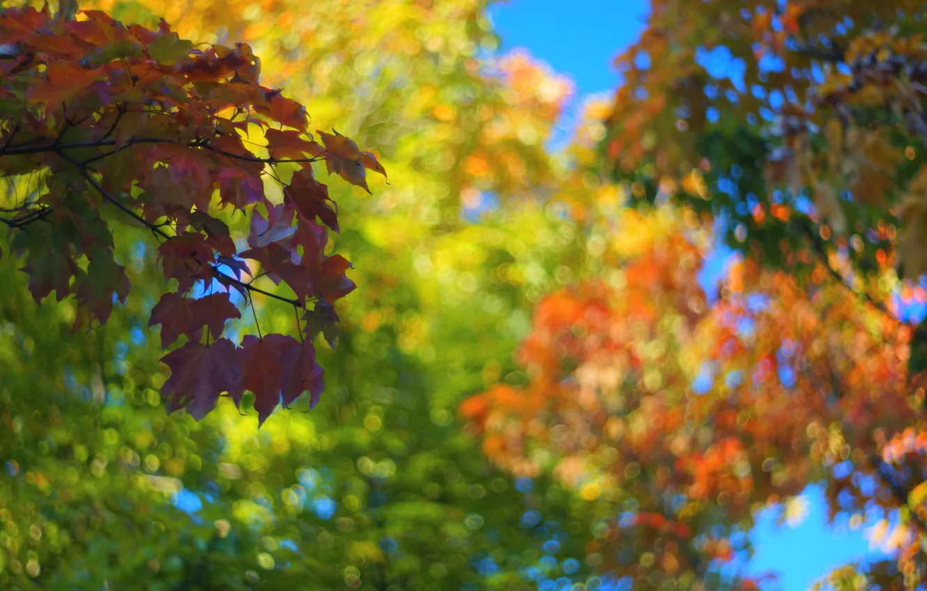 Photo wallpaper autumn, the sky, leaves, macro, trees
