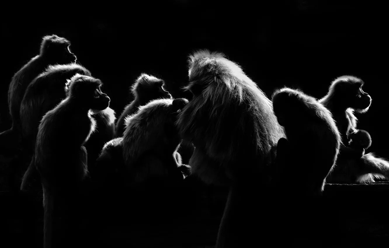 Photo wallpaper pack, monkey, people