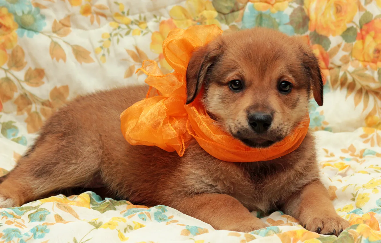 Photo wallpaper background, dog, puppy, scarf, photoshoot, Wallpaper from lolita777