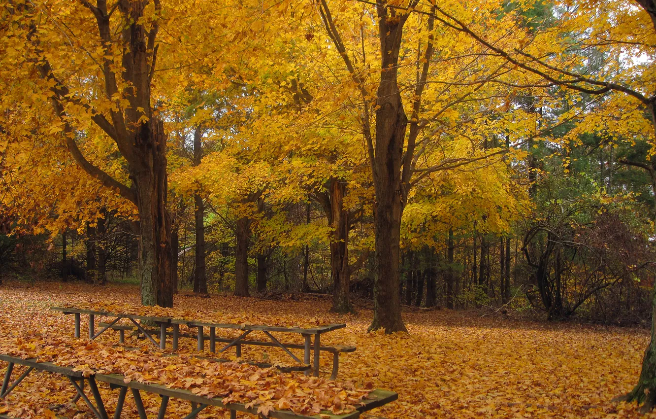 Photo wallpaper trees, Park, foliage, Autumn, falling leaves, trees, nature, park