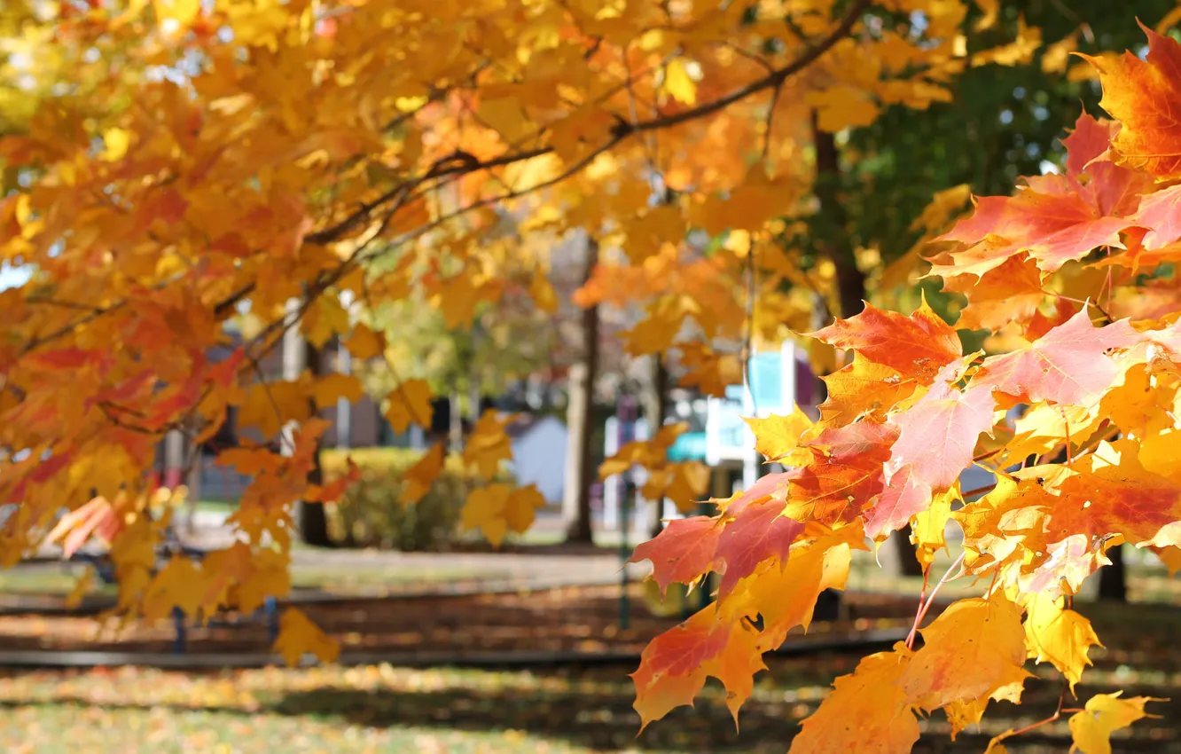 Photo wallpaper autumn, leaves, Park, maple