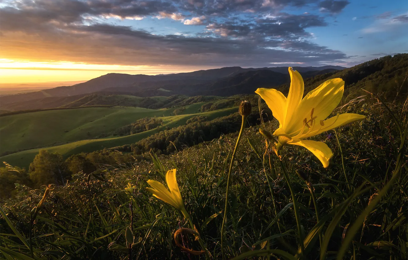 Photo wallpaper landscape, flowers, mountains, yellow, nature, hills, Lily, slope