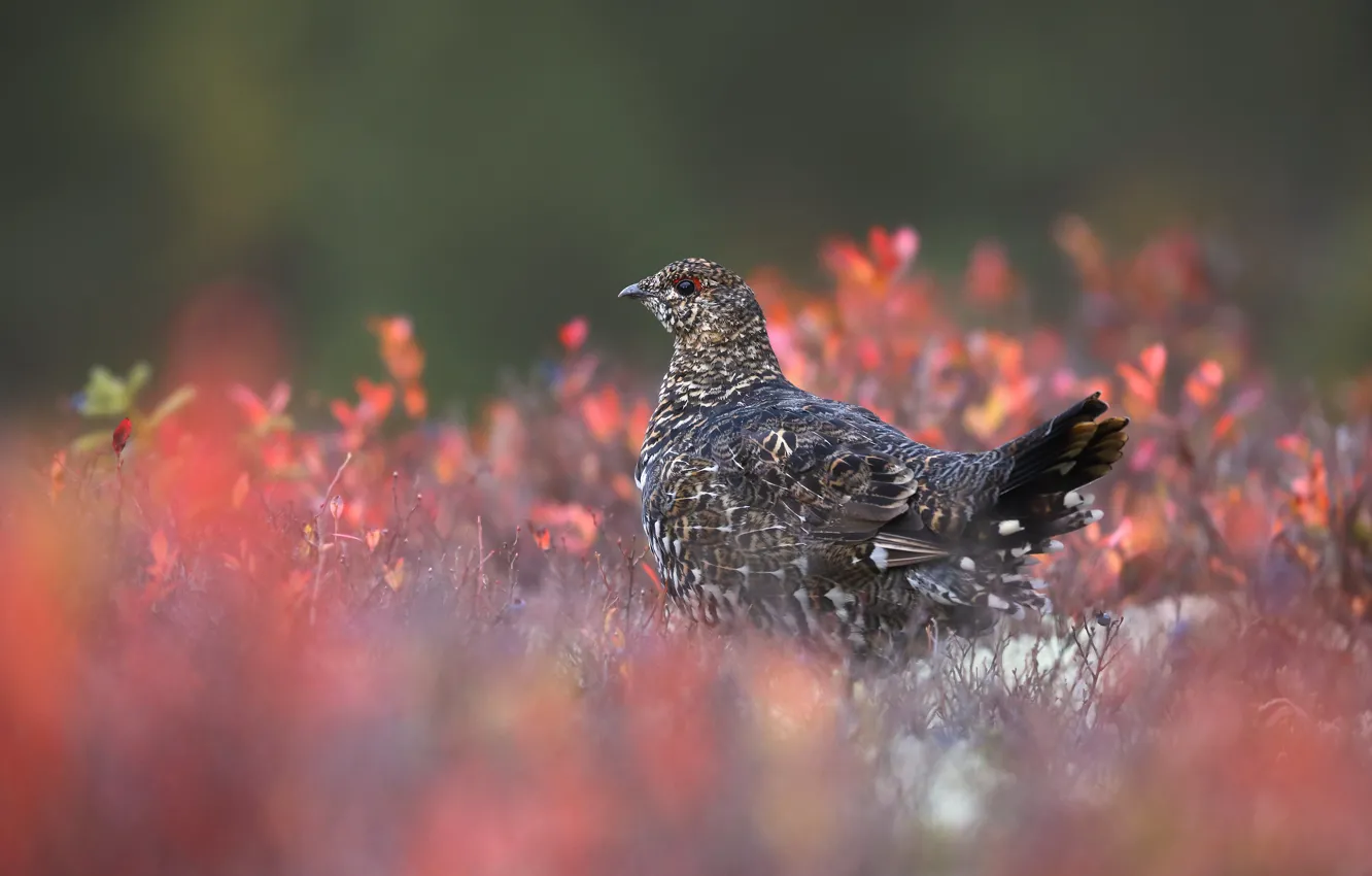 Photo wallpaper autumn, bird, leaves, partridge