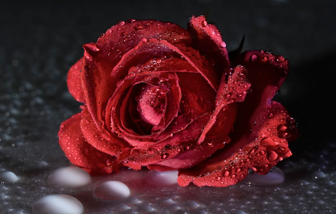 Photo wallpaper drops, roses, buds