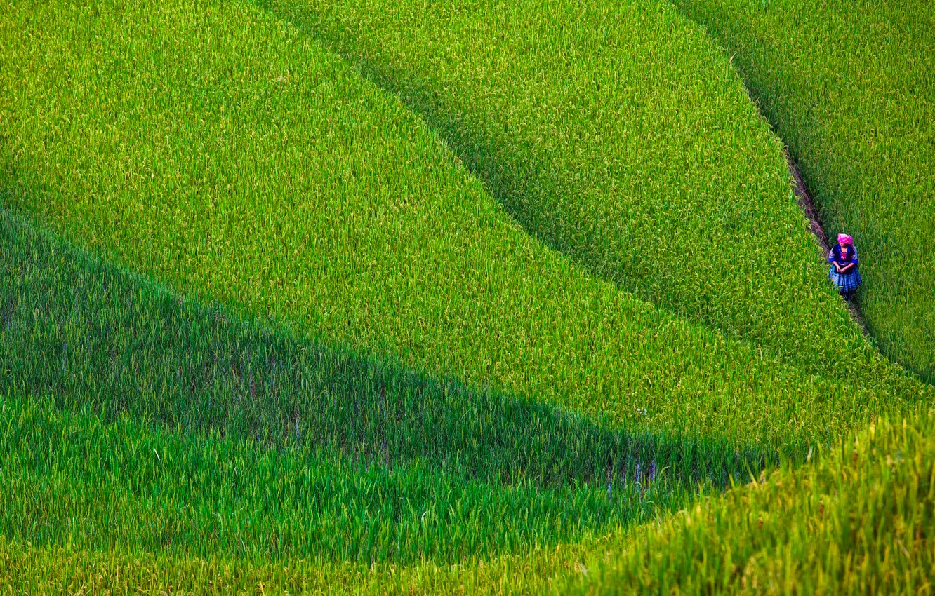 Photo wallpaper field, woman, Vietnam, North, province, Yen Bai
