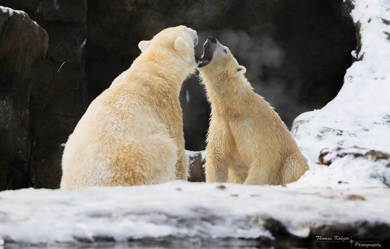 Photo wallpaper winter, snow, rocks, predator, mouth, pair, zoo, roar