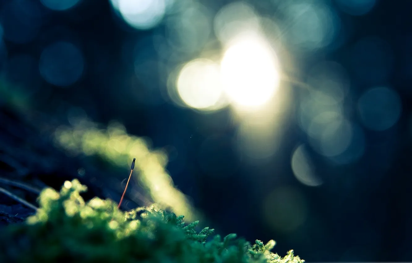 Photo wallpaper color, light, nature, glow, blur, weed, effects, bokeh