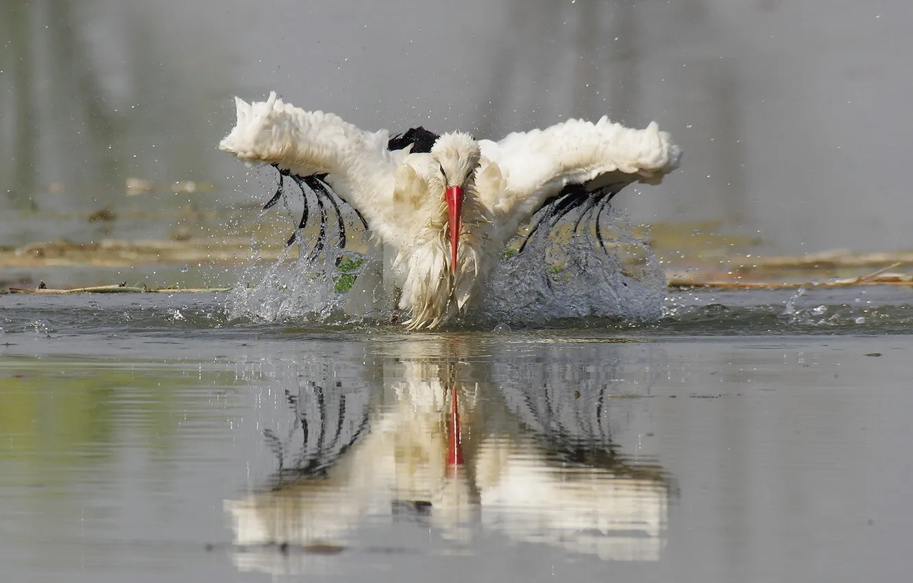 Photo wallpaper nature, bird, stork