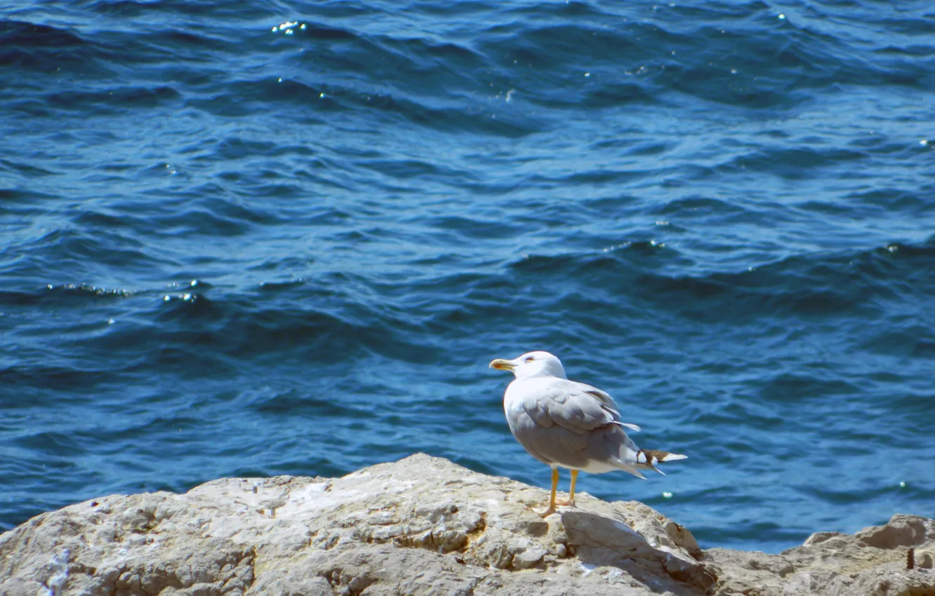 Photo wallpaper sea, Seagull, on the stone