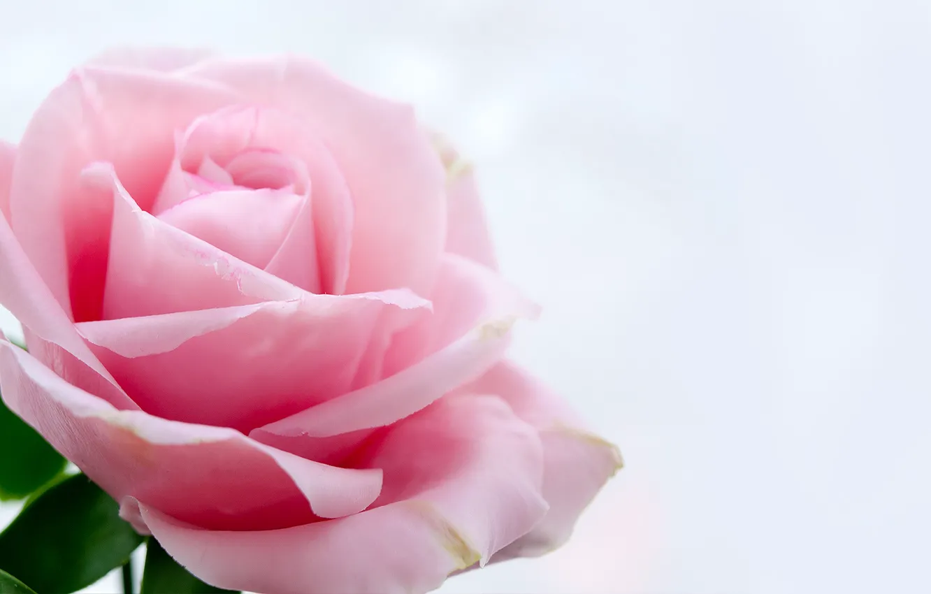 Photo wallpaper flower, flowers, rose, pink rose