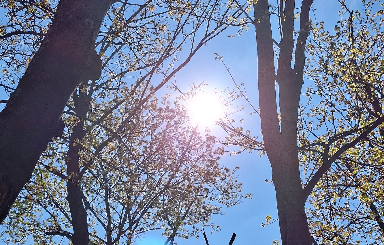 Photo wallpaper niebo, trees, Spring, The sun
