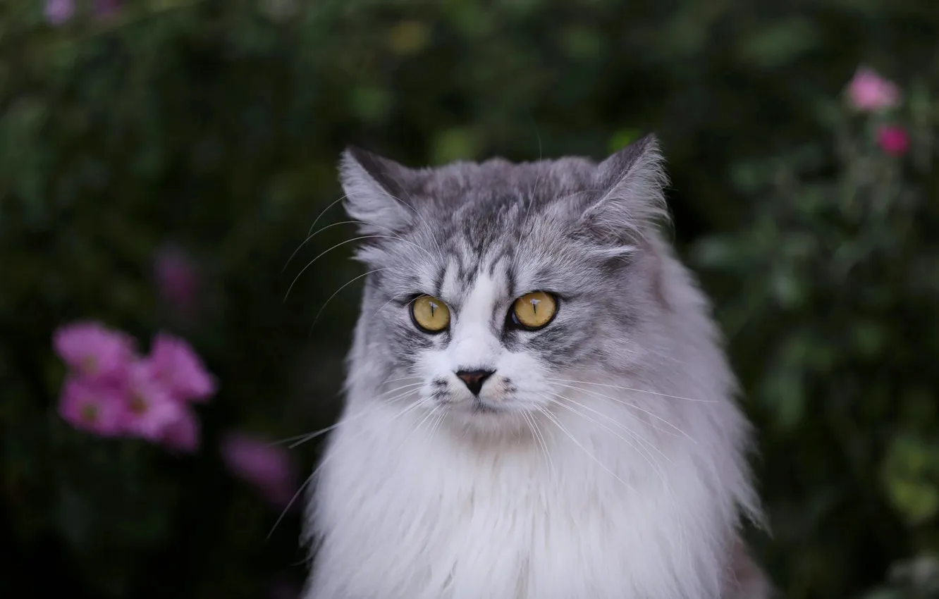 Photo wallpaper cat, cat, look, flowers, pose, the dark background, grey, portrait