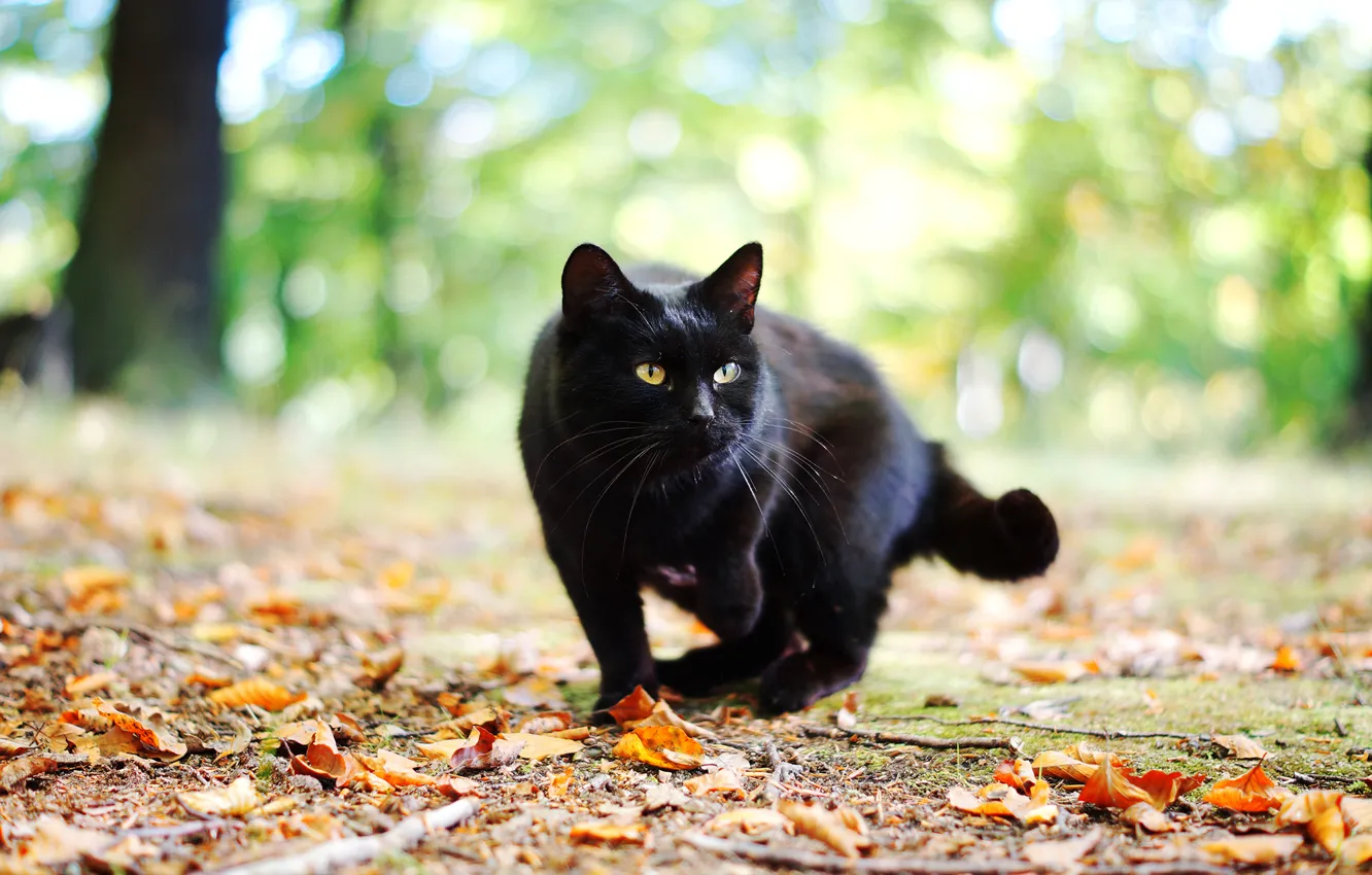 Photo wallpaper autumn, cat, cat, leaves, black