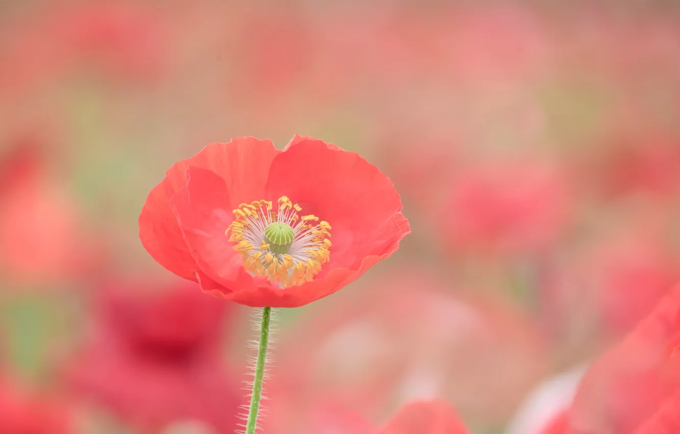 Photo wallpaper macro, red, background, Mac