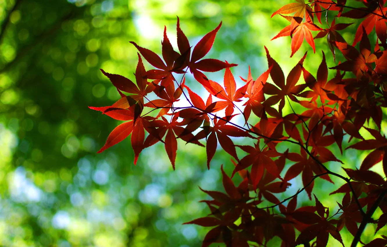 Photo wallpaper greens, autumn, leaves, trees, red, nature, green, tree