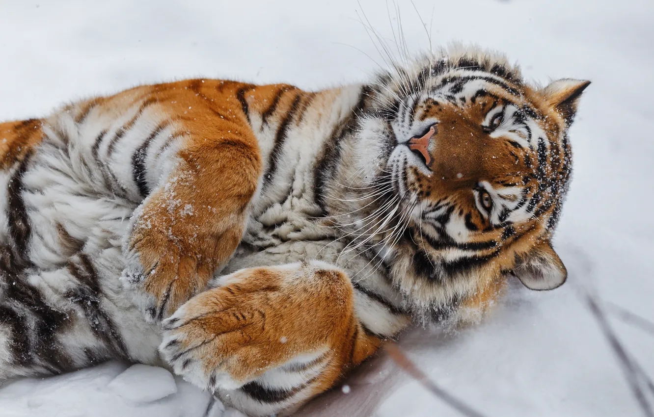 Photo wallpaper snow, tiger, paws, wild cat, Oleg Bogdanov