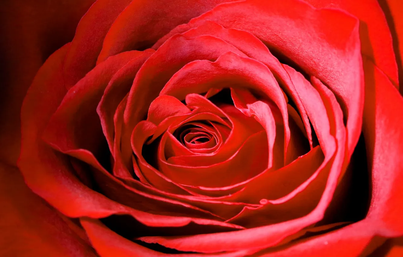 Photo wallpaper roses, petals, red rose