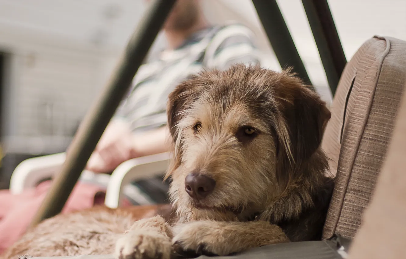 Photo wallpaper each, home, dog