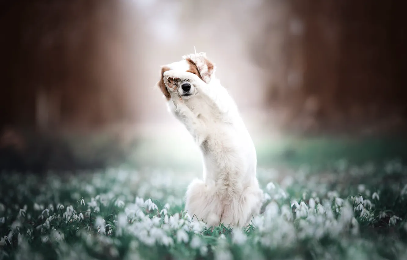 Photo wallpaper forest, white, light, flowers, nature, pose, Park, glade