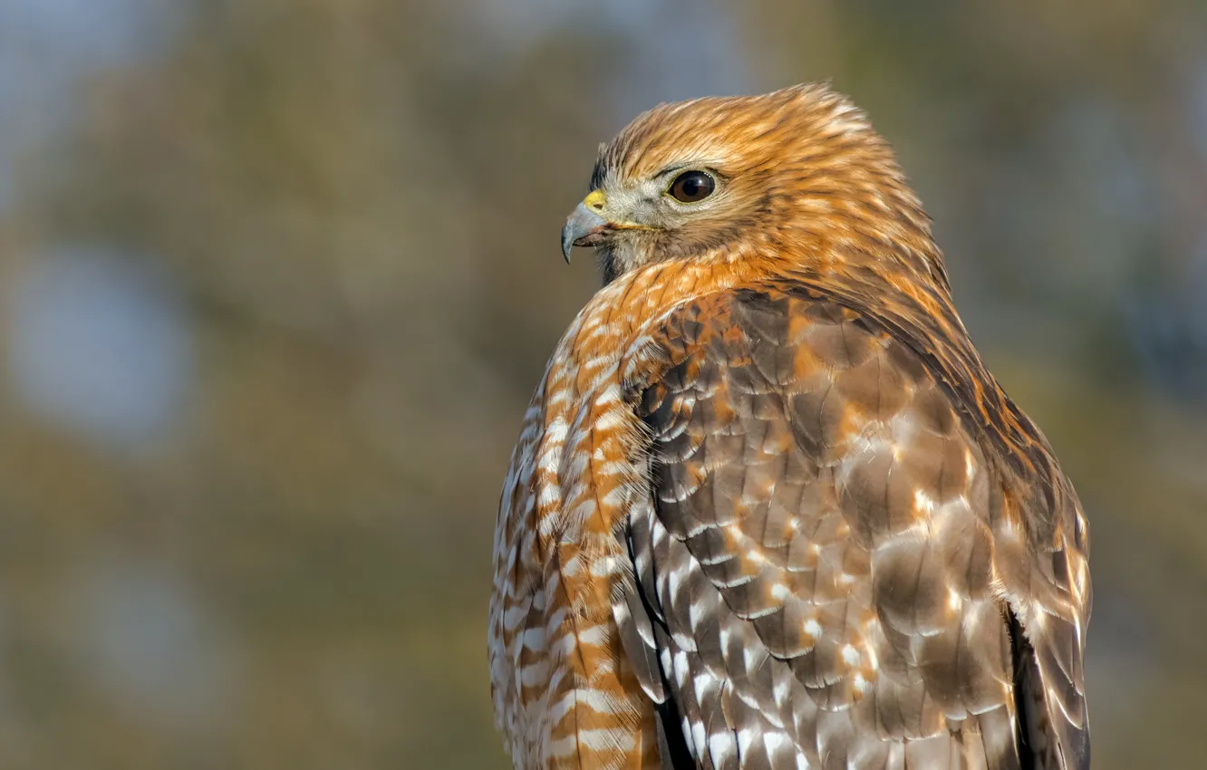 Photo wallpaper look, background, bird, portrait, Falcon, bokeh, Kestrel