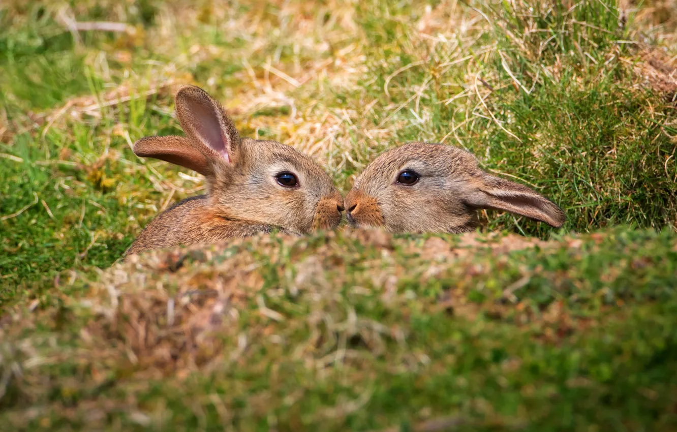 Photo wallpaper field, grass, nature, spring, rabbit, rabbits, kids, a couple