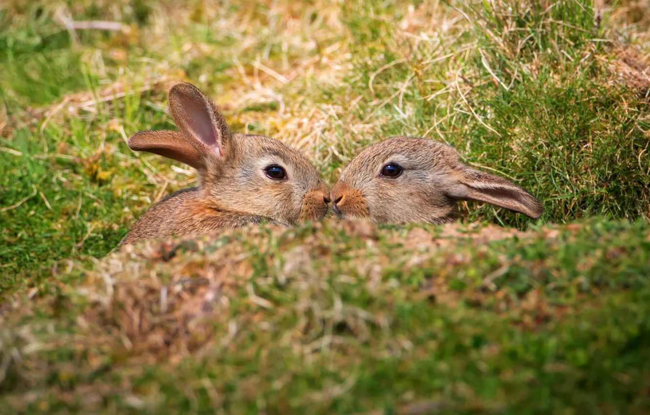 Photo wallpaper field, grass, nature, spring, rabbit, baby, muzzle, a couple