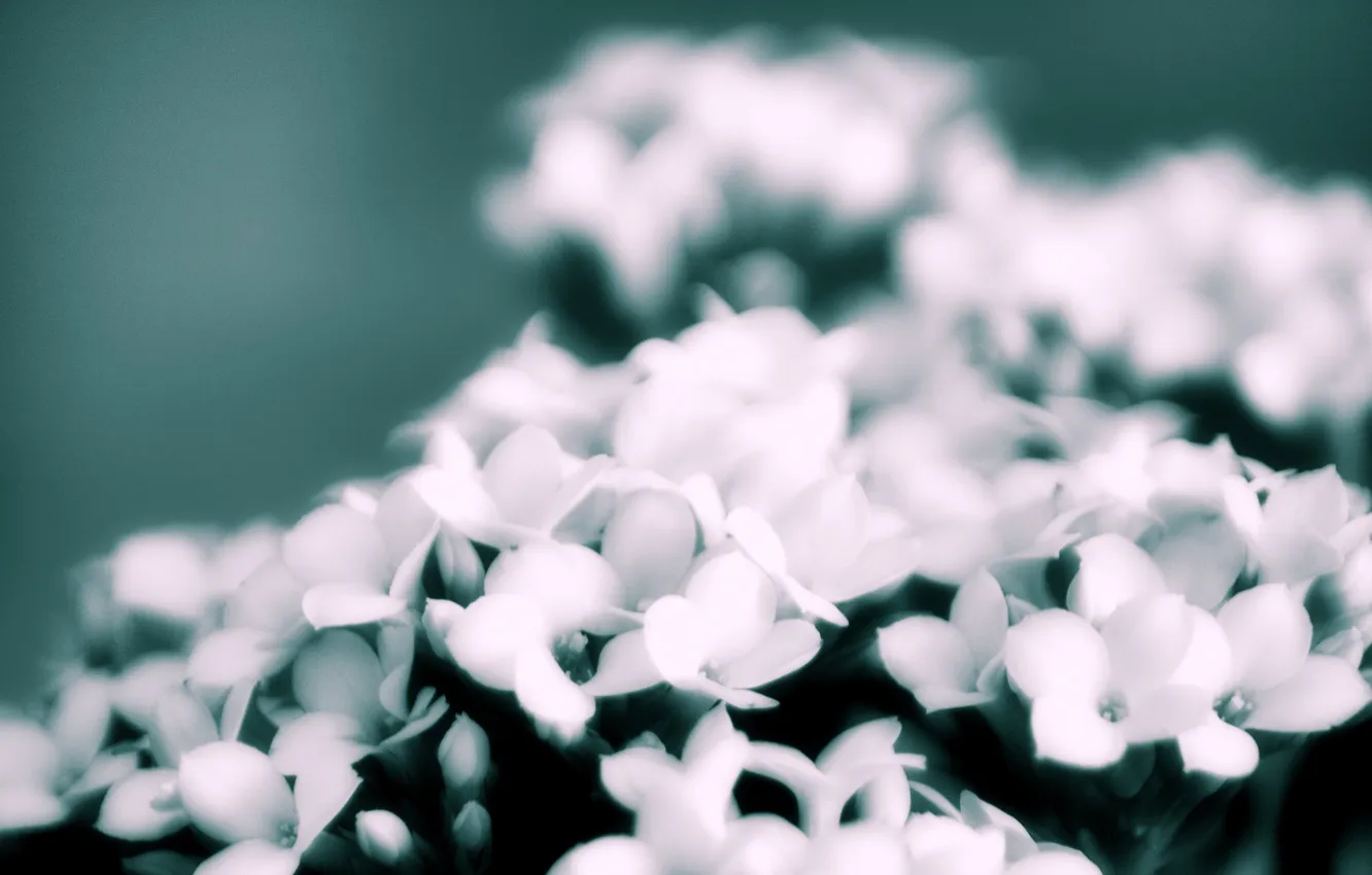 Photo wallpaper flowers, bouquet, blur, white