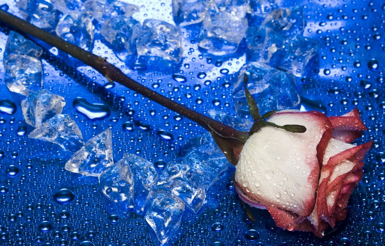 Photo wallpaper ice, water, drops, macro, background, heart, roses