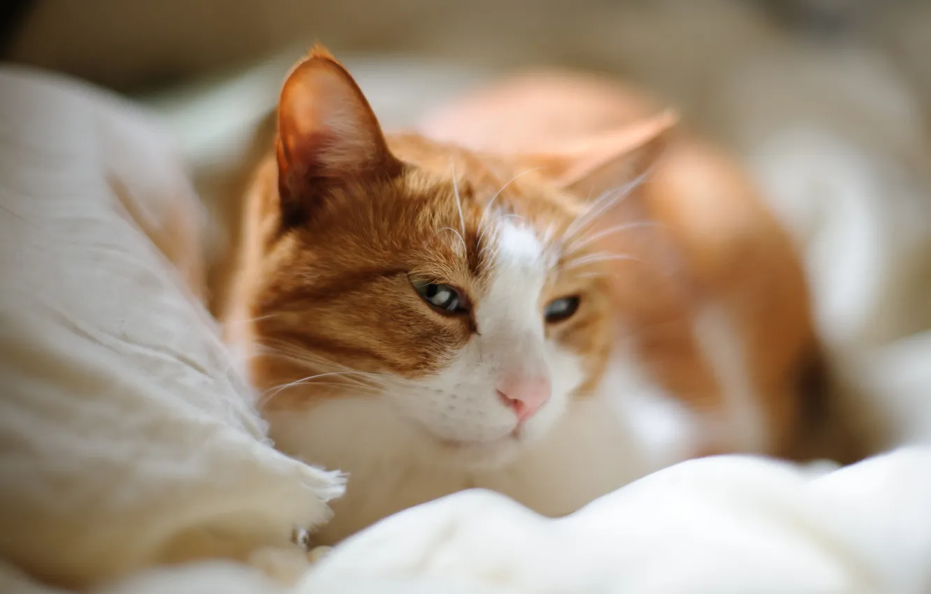 Photo wallpaper cat, cat, face, sleeping, bed, falls asleep