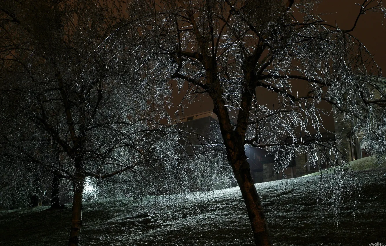 Photo wallpaper light, trees, night