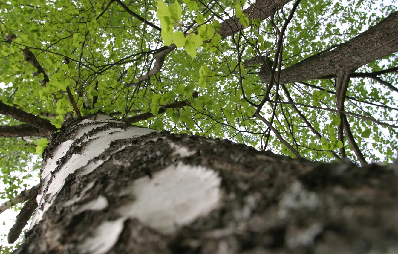 Photo wallpaper nature, green, tree, birch