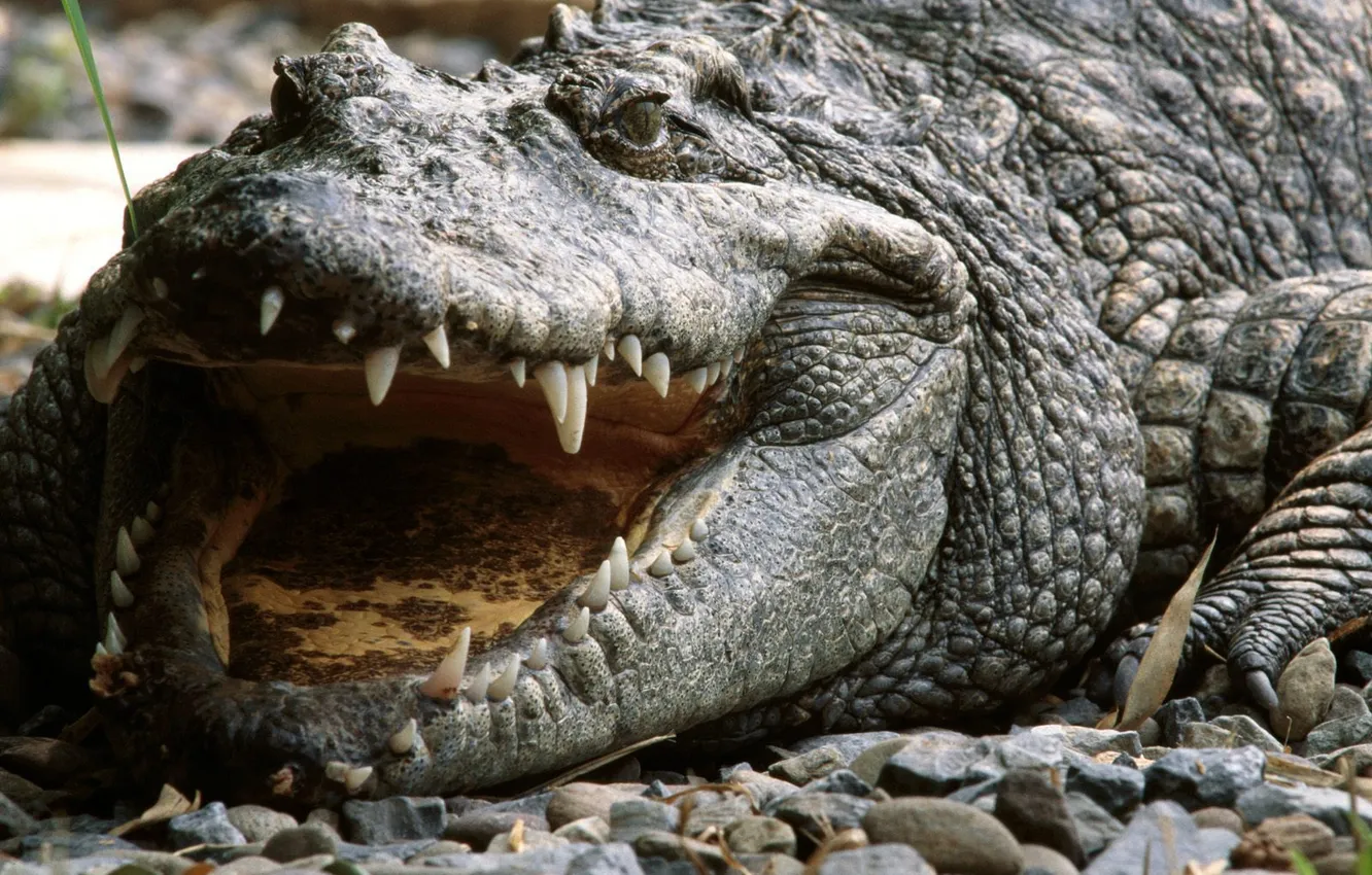 Photo wallpaper anger, Vietnam, Siamese Crocodile