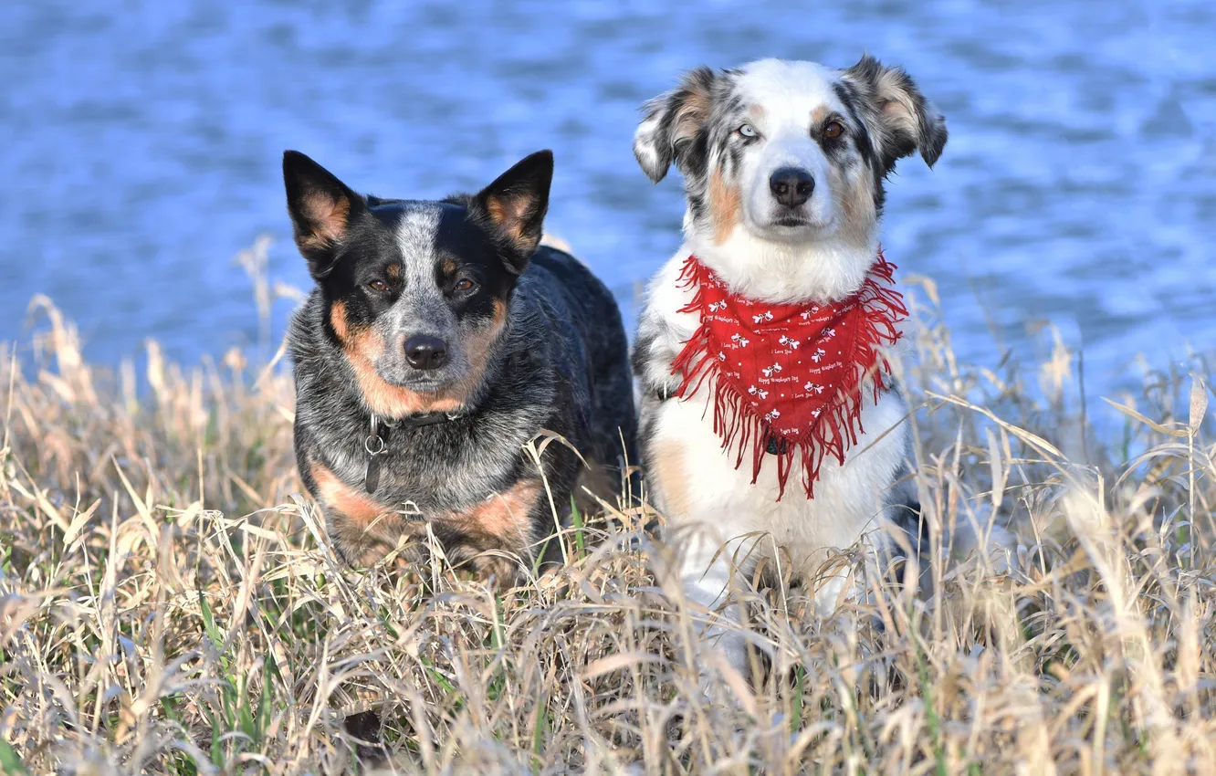 Photo wallpaper background, each, dog