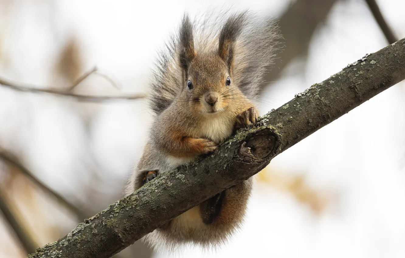 Photo wallpaper branches, blur, protein