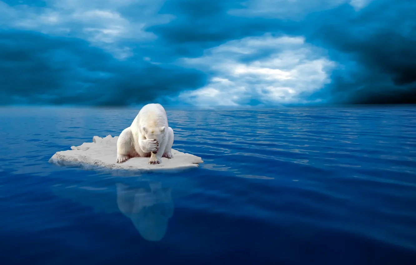 Photo wallpaper despair, ice, polar bear
