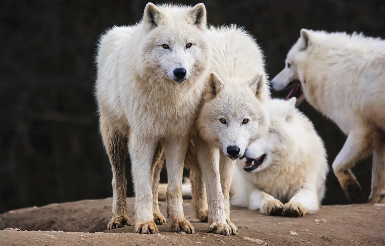 Photo wallpaper white, look, face, nature, pose, the dark background, two, wolf