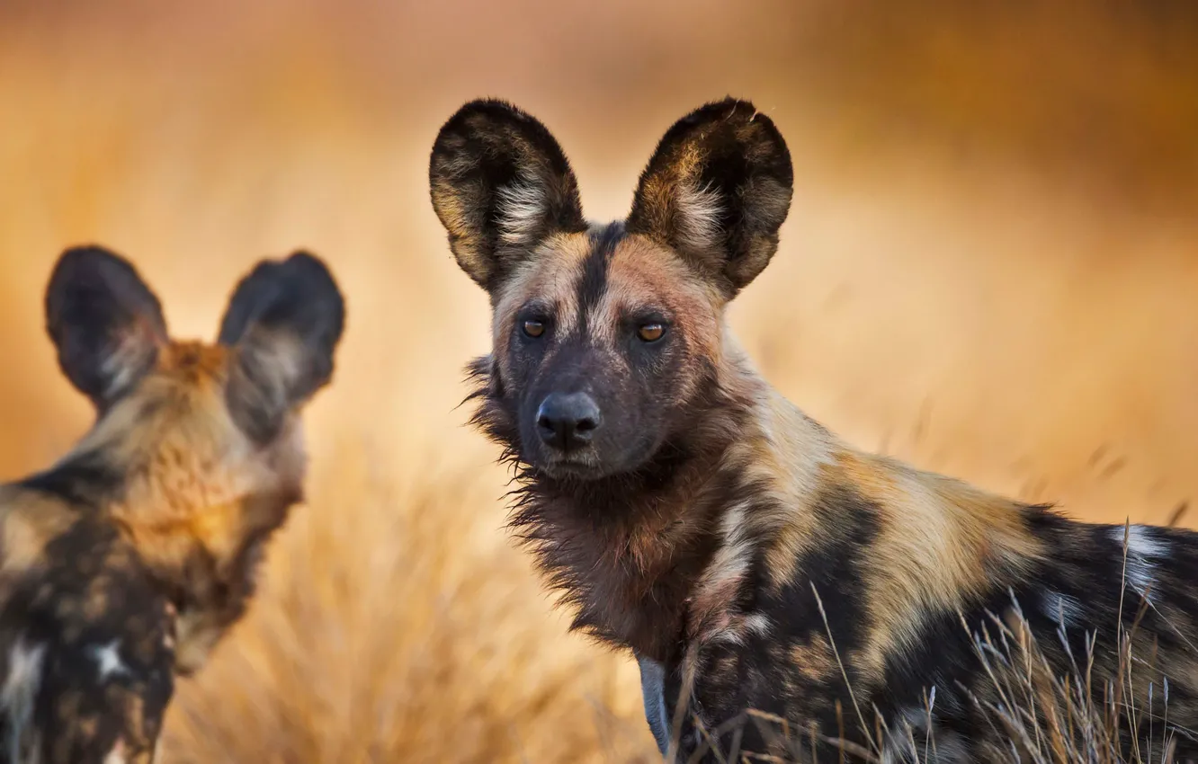 Photo wallpaper South Africa, the African wild dog, The Kruger national Park, hyenas dog