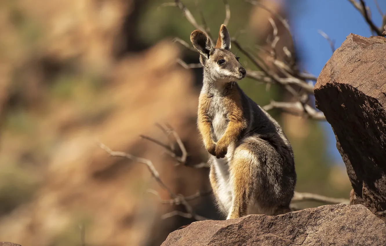 Photo wallpaper light, nature, kangaroo