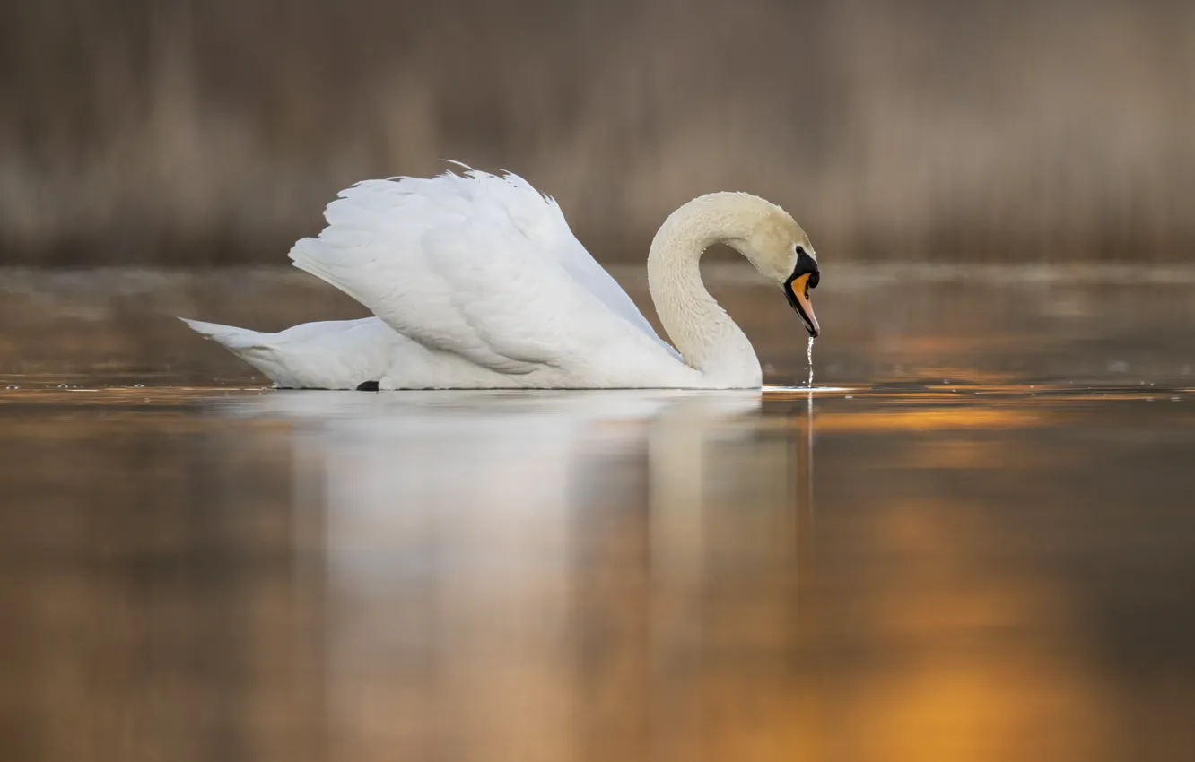 Photo wallpaper white, water, reflection, bird, swans, pond, swimming, bokeh