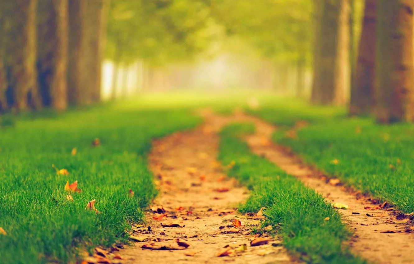 Photo wallpaper road, autumn, forest, leaves, trees, nature, Park, colors