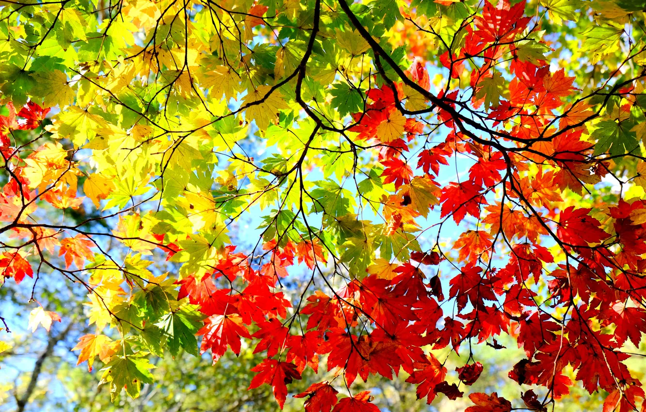 Photo wallpaper autumn, the sky, leaves, branches, tree, the crimson