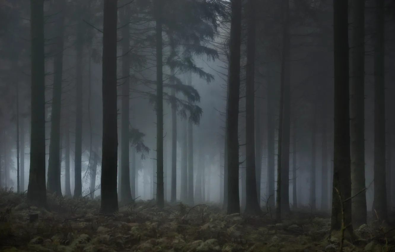 Photo wallpaper forest, trees, nature, fog
