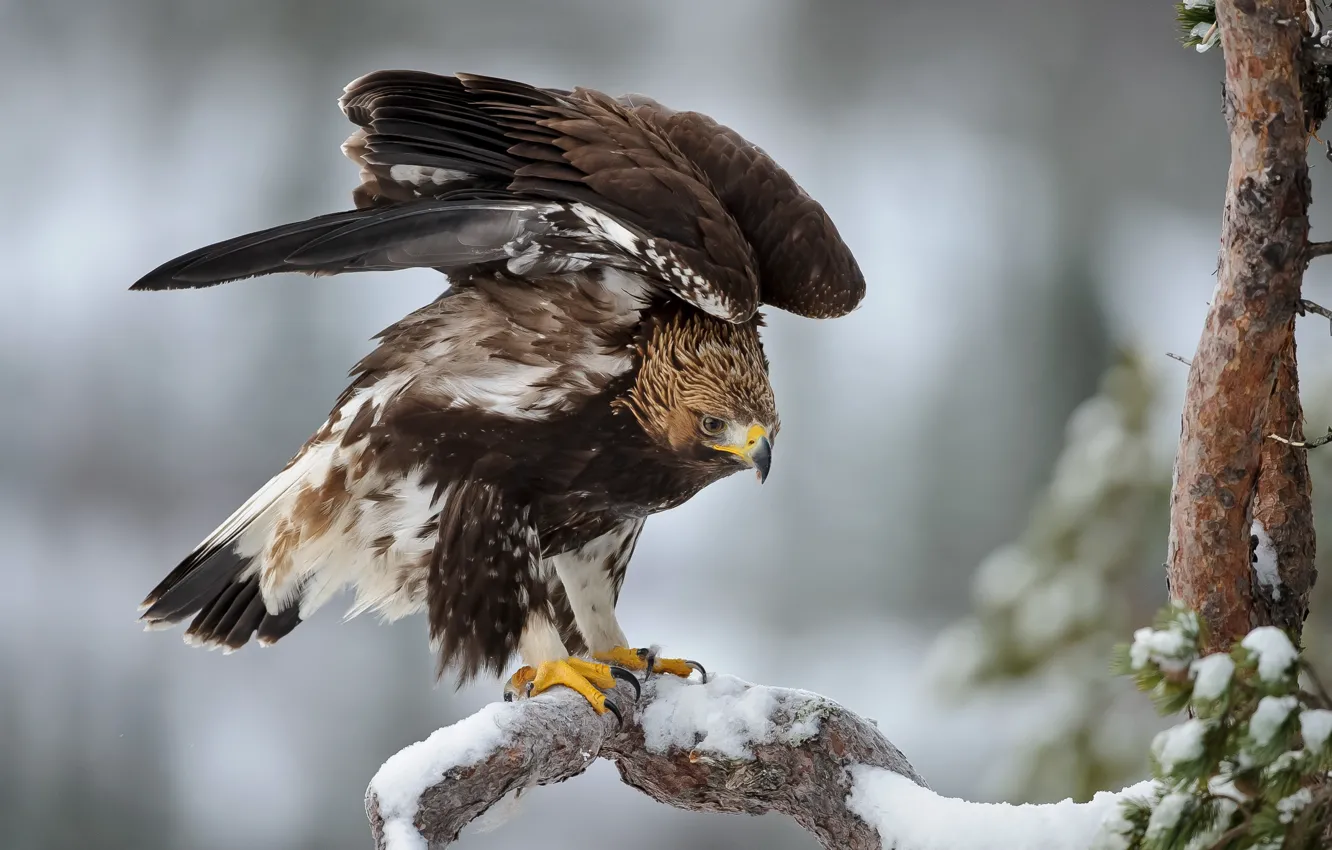 Photo wallpaper winter, snow, eagle, tree, wings, spruce, feathers, Bird