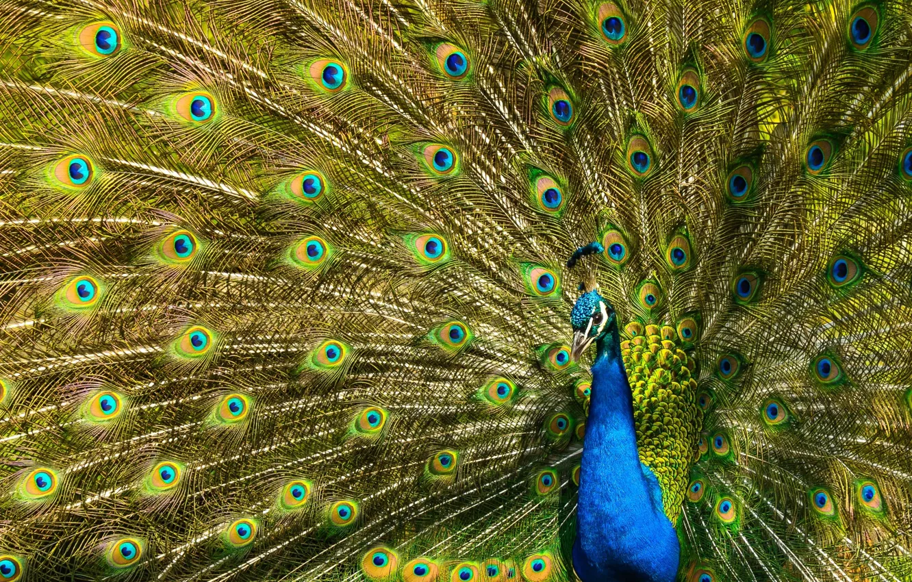 Photo wallpaper green, bird, pattern, feathers, fan, tail, peacock, tail