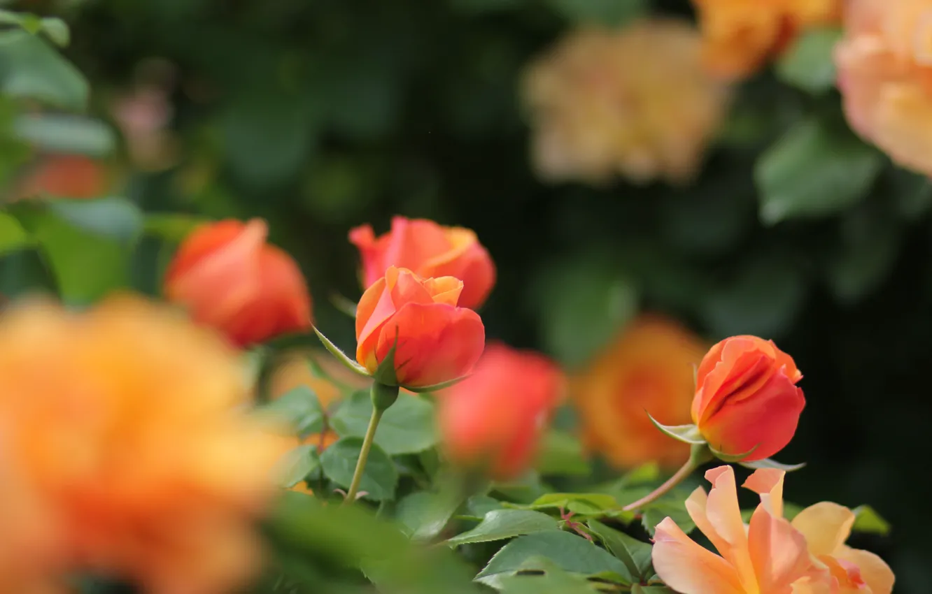 Photo wallpaper orange, roses, buds